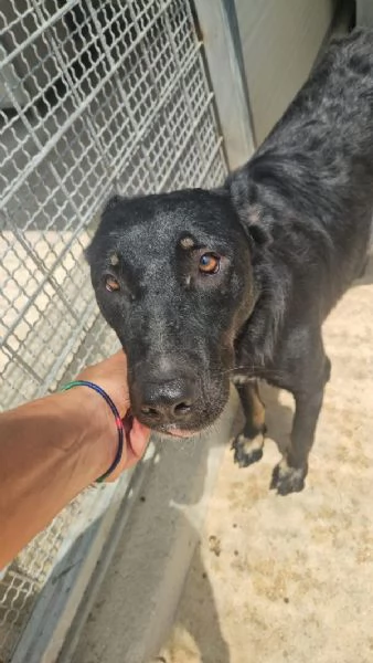 Carlo splendido giovane simil lupetto cerca famiglia | Foto 5