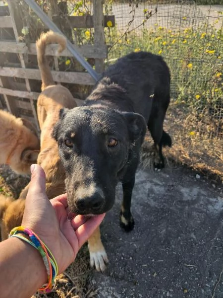 Carlo splendido giovane simil lupetto cerca famiglia | Foto 4