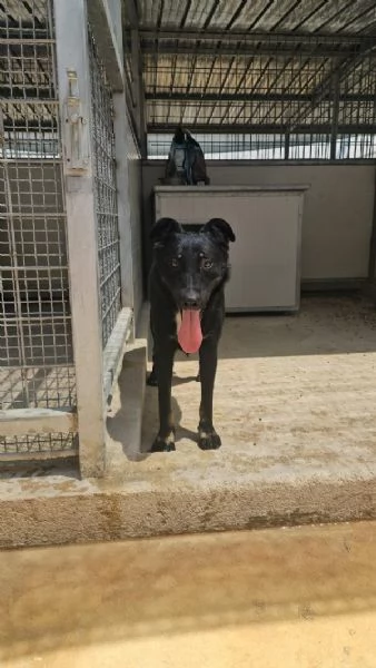 Carlo splendido giovane simil lupetto cerca famiglia | Foto 3