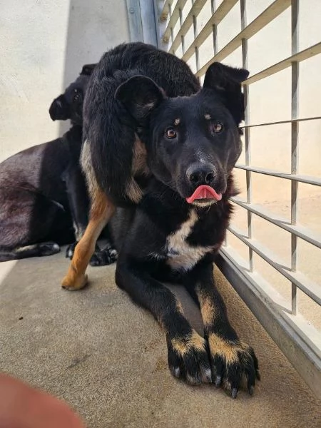 Carlo splendido giovane simil lupetto cerca famiglia | Foto 2