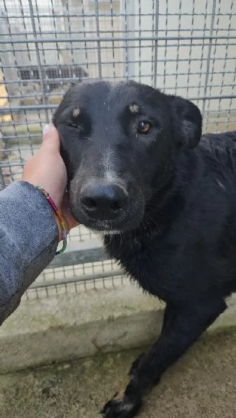 Carlo splendido giovane simil lupetto cerca famiglia | Foto 1