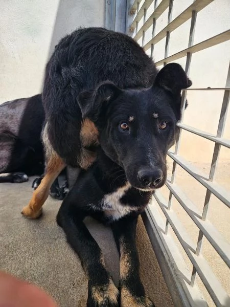 Carlo splendido giovane simil lupetto cerca famiglia | Foto 0