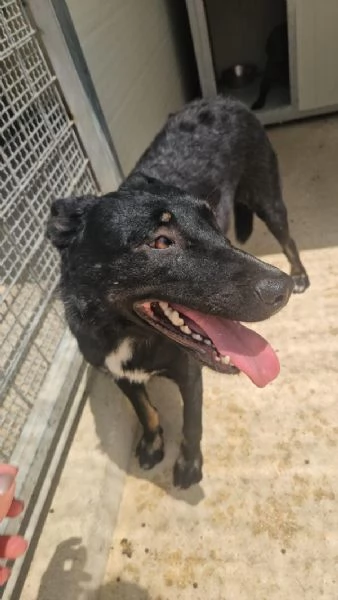 Carlo splendido giovane simil lupetto cerca famiglia