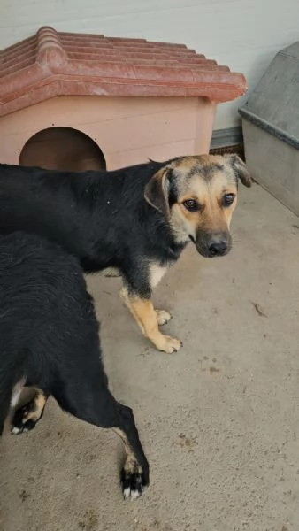 Andrea Splendido Giovane Simil Pastorino Cerca Casa | Foto 6