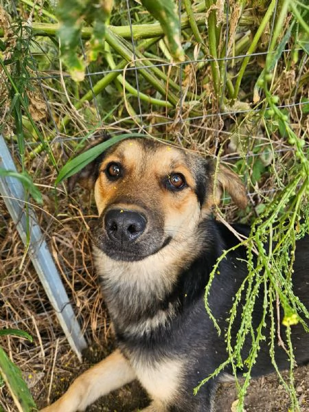 Andrea Splendido Giovane Simil Pastorino Cerca Casa | Foto 5