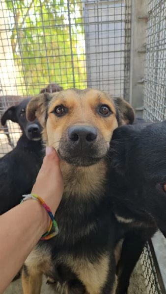 Andrea Splendido Giovane Simil Pastorino Cerca Casa | Foto 3