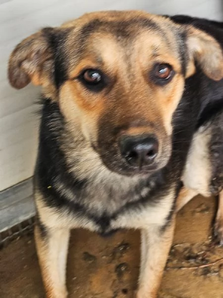 Andrea Splendido Giovane Simil Pastorino Cerca Casa | Foto 2