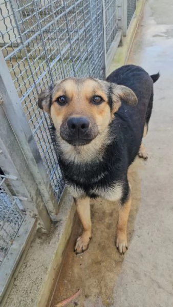 Andrea Splendido Giovane Simil Pastorino Cerca Casa | Foto 1