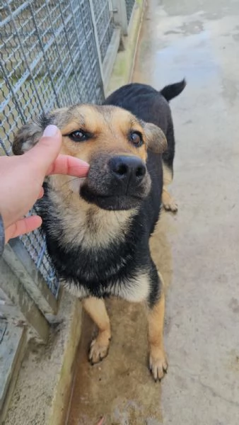Andrea Splendido Giovane Simil Pastorino Cerca Casa | Foto 0