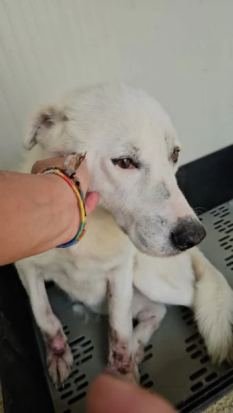 Consuelo bisognosa dolce Cagnolina cerca famiglia  | Foto 3