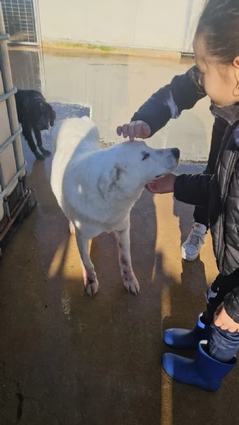 Consuelo bisognosa dolce Cagnolina cerca famiglia  | Foto 2