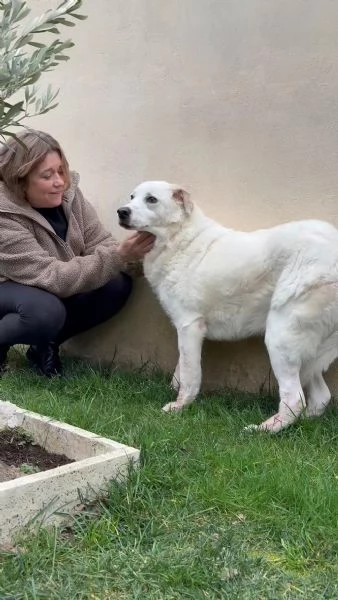 Consuelo dolce bisognosa Cagnolina cerca famiglia  | Foto 1