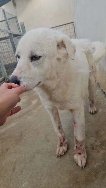 Consuelo bisognosa dolce Cagnolina cerca famiglia  | Foto 0