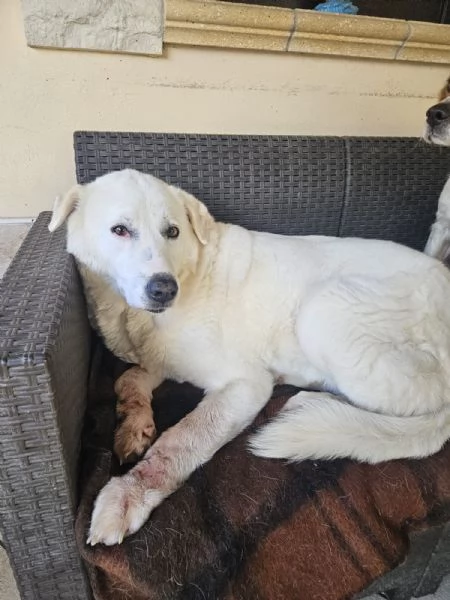 Consuelo bisognosa dolce Cagnolina cerca famiglia 