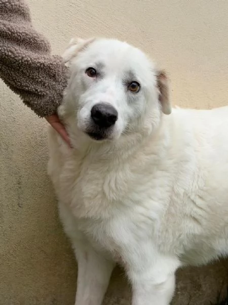 Consuelo dolce bisognosa Cagnolina cerca famiglia 