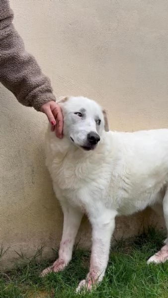Consuelo dolce bisognosa Cagnolina cerca famiglia  | Foto 0