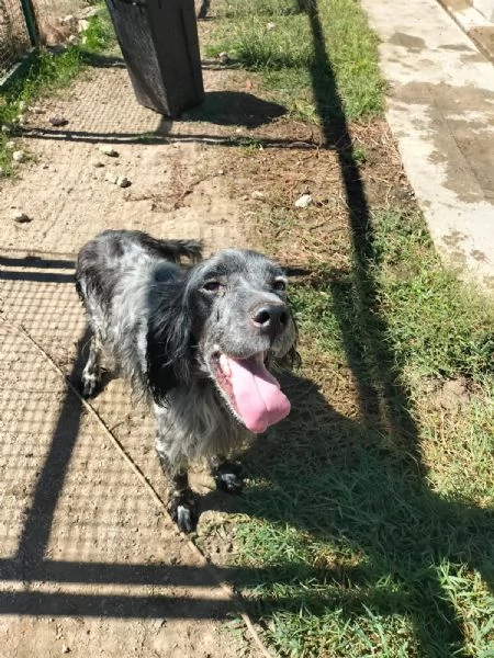 Mirko Splendido Setter Cerca Famiglia  | Foto 3