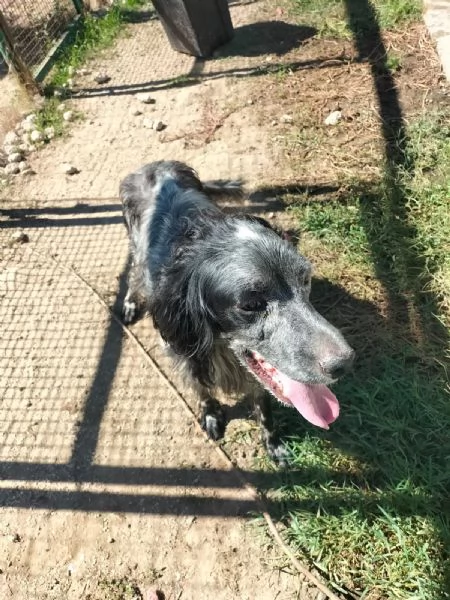 Mirko Splendido Setter Cerca Famiglia  | Foto 2