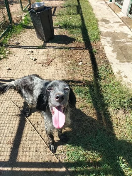Mirko Splendido Setter Cerca Famiglia 
