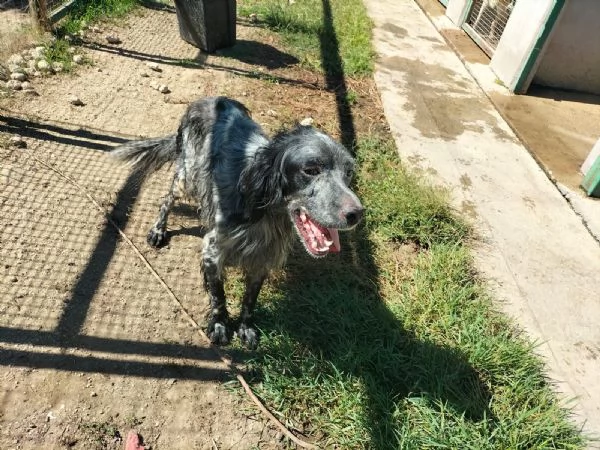 Mirko Splendido Setter Cerca Famiglia  | Foto 1