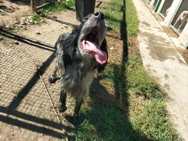 Mirko Splendido Setter Cerca Famiglia  | Foto 0