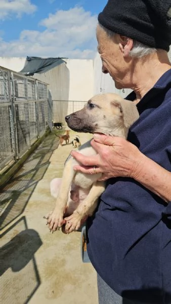 Granato meraviglioso cucciolino cerca casa | Foto 9