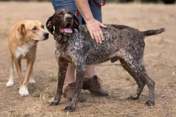 Igor Splendido Bracco Tedesco Cerca Famiglia  | Foto 5