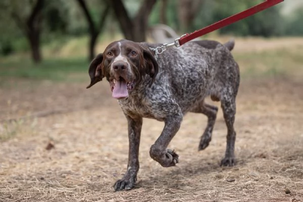 Igor Splendido Bracco Tedesco Cerca Famiglia  | Foto 4