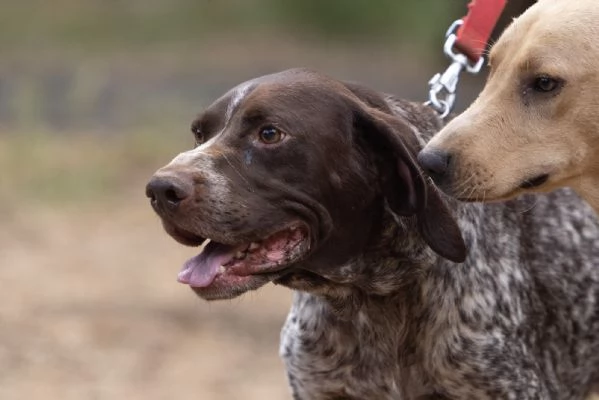 Igor Splendido Bracco Tedesco Cerca Famiglia  | Foto 3