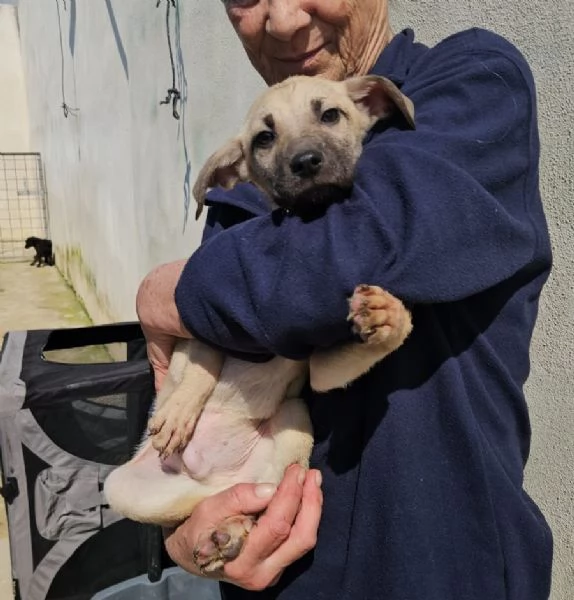 Granato meraviglioso cucciolino cerca casa | Foto 4