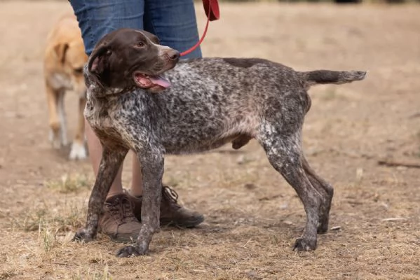 Igor Splendido Bracco Tedesco Cerca Famiglia  | Foto 2