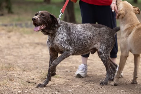 Igor Splendido Bracco Tedesco Cerca Famiglia  | Foto 1