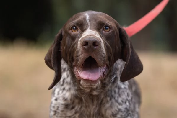 Igor Splendido Bracco Tedesco Cerca Famiglia 