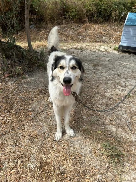 Pablo Splendido Giovanotto Vive a Catena, Aiutatelo!!!  | Foto 4