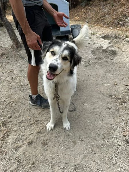 Pablo Splendido Giovanotto Vive a Catena, Aiutatelo!!!  | Foto 3