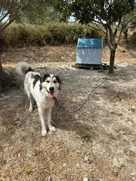 Pablo Splendido Giovanotto Vive a Catena, Aiutatelo!!!  | Foto 2