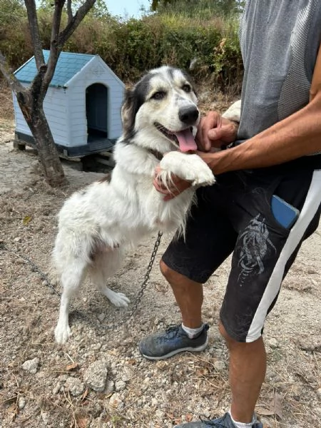 Pablo Splendido Giovanotto Vive a Catena, Aiutatelo!!!  | Foto 1