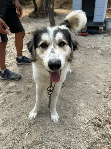 Pablo Splendido Giovanotto Vive a Catena, Aiutatelo!!! 