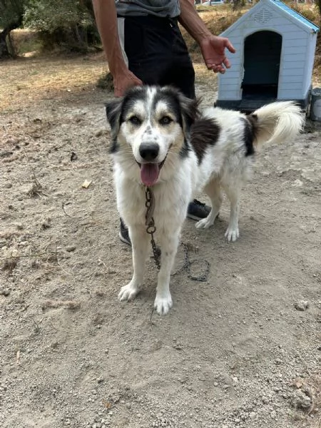 Pablo Splendido Giovanotto Vive a Catena, Aiutatelo!!!  | Foto 0