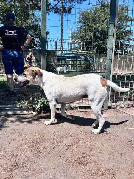 Sissy splendida Cagnolona cerca famiglia  | Foto 6