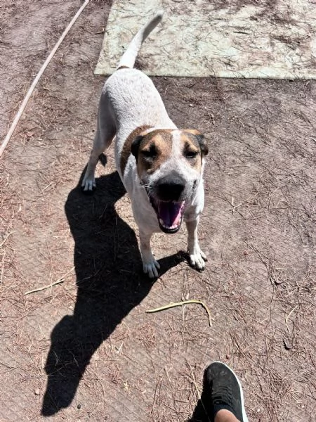 Sissy splendida Cagnolona cerca famiglia  | Foto 5