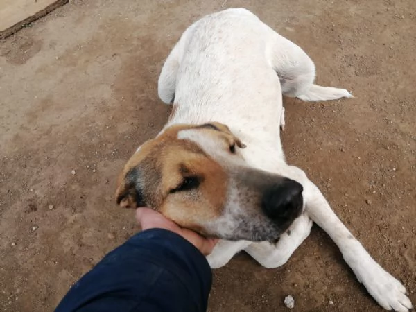 Sissy splendida Cagnolona cerca famiglia  | Foto 4