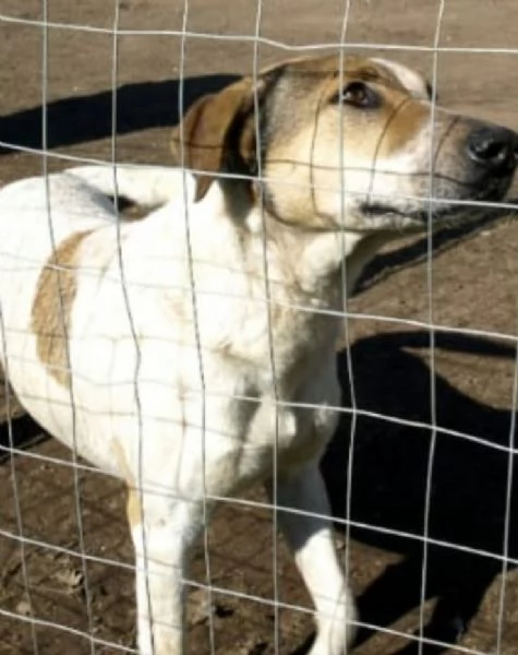 Sissy splendida Cagnolona cerca famiglia 