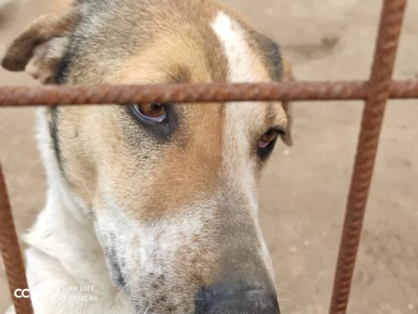 Sissy splendida Cagnolona cerca famiglia  | Foto 3