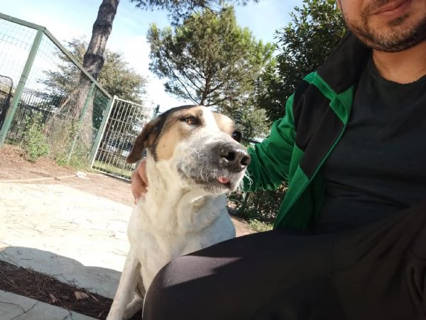 Sissy splendida Cagnolona cerca famiglia  | Foto 2