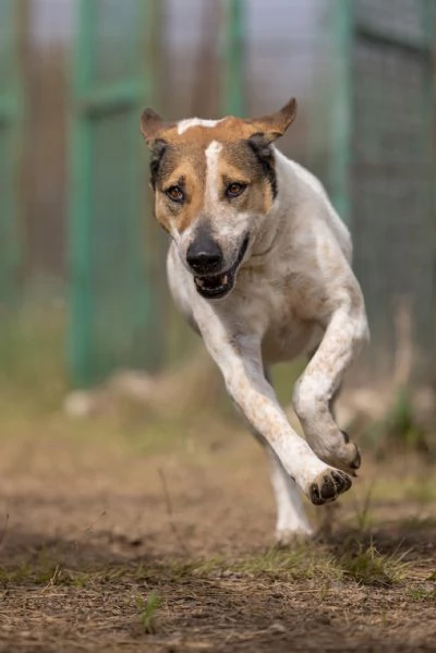 Sissy splendida Cagnolona cerca famiglia  | Foto 1