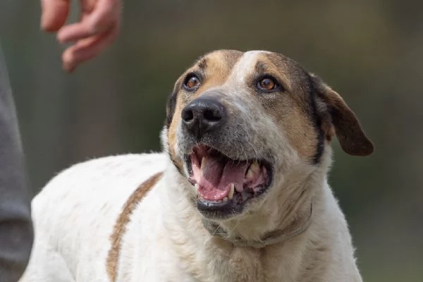 Sissy splendida Cagnolona cerca famiglia  | Foto 0