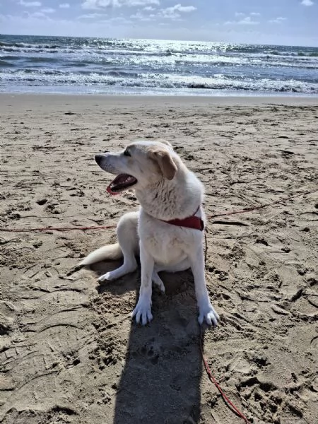 Nuage splendida giovanotta cerca famiglia  | Foto 5