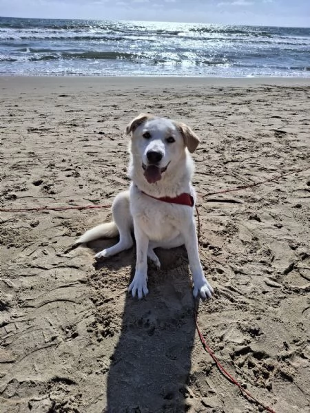 Nuage splendida giovanotta cerca famiglia  | Foto 4