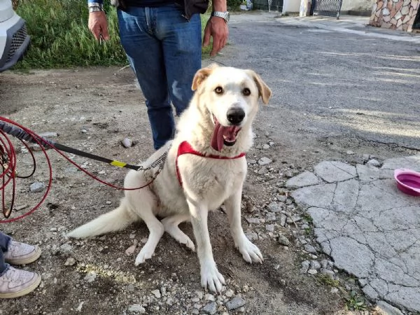 Nuage splendida giovanotta cerca famiglia  | Foto 3